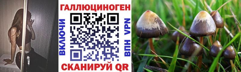 где найти   Александров  Галлюциногенные грибы Psilocybe 